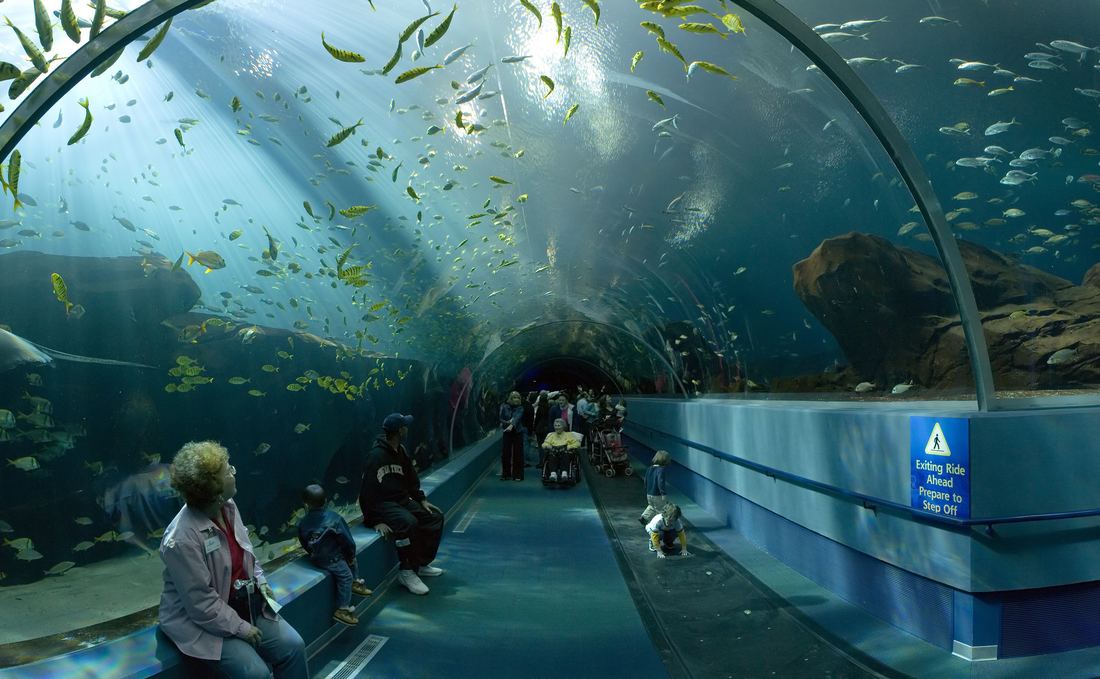 Visitors in the underwater Ocean Voyager tunnel at Georgia Aquarium as schools of fish swim overhead