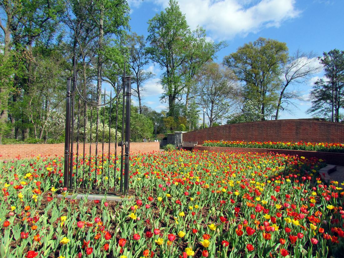 Bed of red and yellow tulips in bloom at the Atlanta Botanical Garden